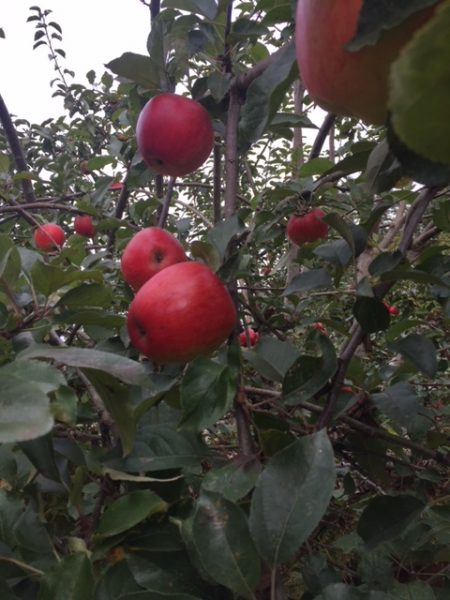 honeycrisp apple trees
