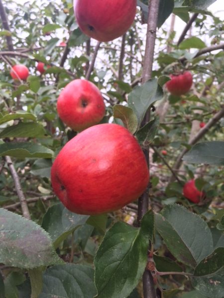 honeycrisp apples farming