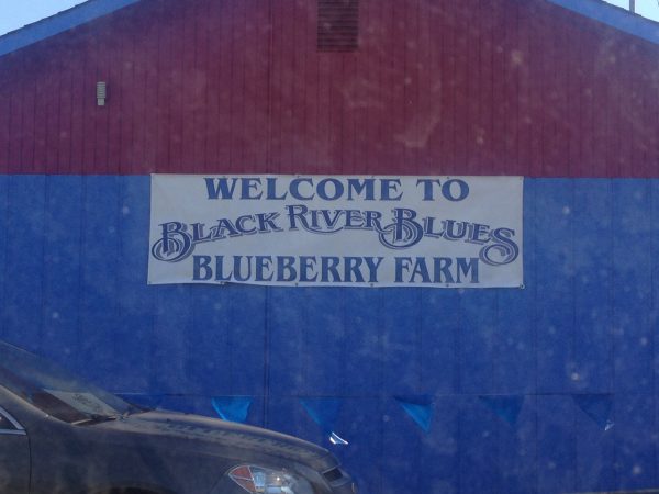 Black-River-Blues-Blueberry-Farm