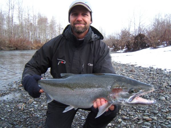 Chehalis-River-monster-steelhead-going-up-Independence-creek