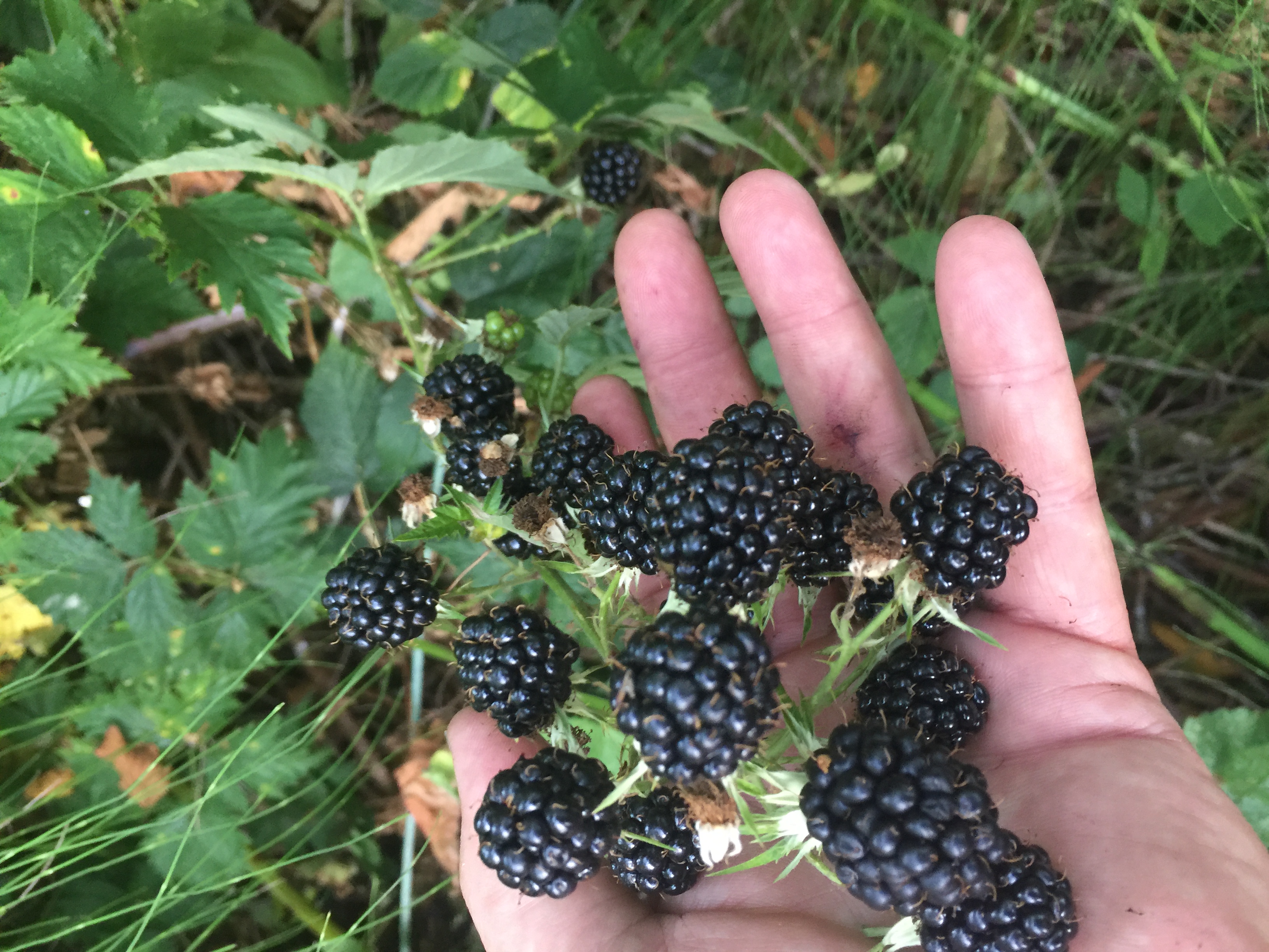biggest-WA-organic-heirloom-blackberries-seeds-and-cuttings