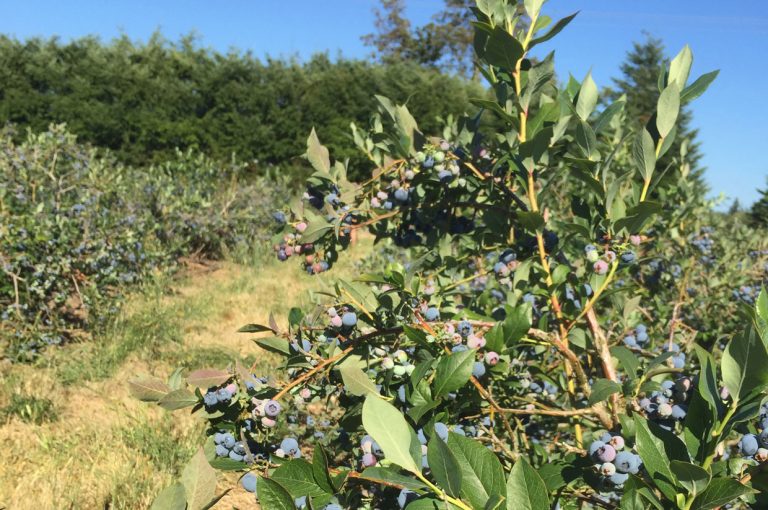 Blueberry Farming In Washington State Organic Permaculture