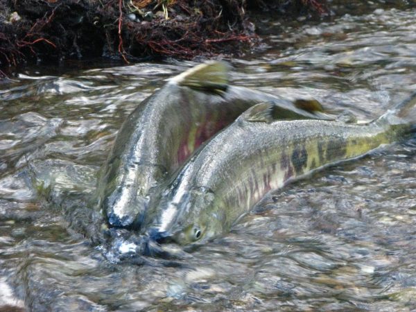 creek-salmon-fishing-Washington-State