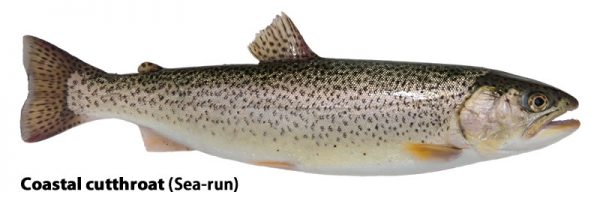 sea-run-cutthroat-trout-WA-state