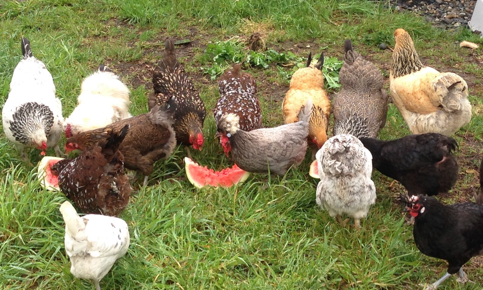 Top 5 Super Chicken Breeds for SW Washington State climate