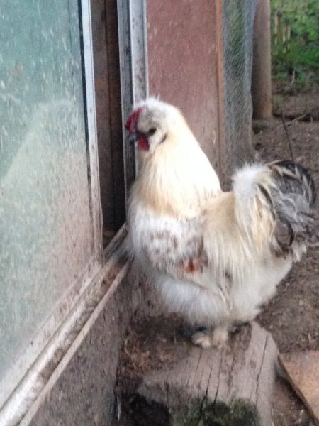choosing hardy chicken breeds for Washington State climate