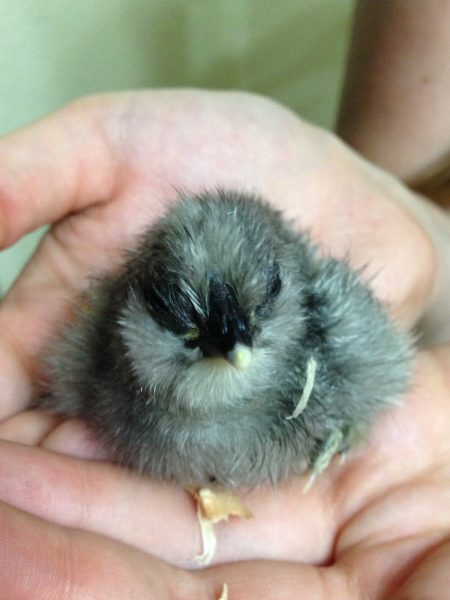 choosing super chicks breeds for SW Washington State climate