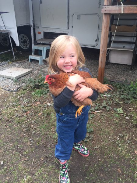 Chickens for Sale