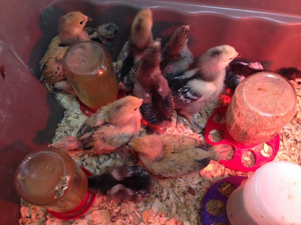 Heritage Breed Chicks for Sale