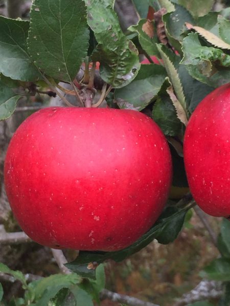 honey crisp apples 2019 crop