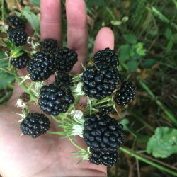 Huge-organic-heirloom-blackberry-cuttings
