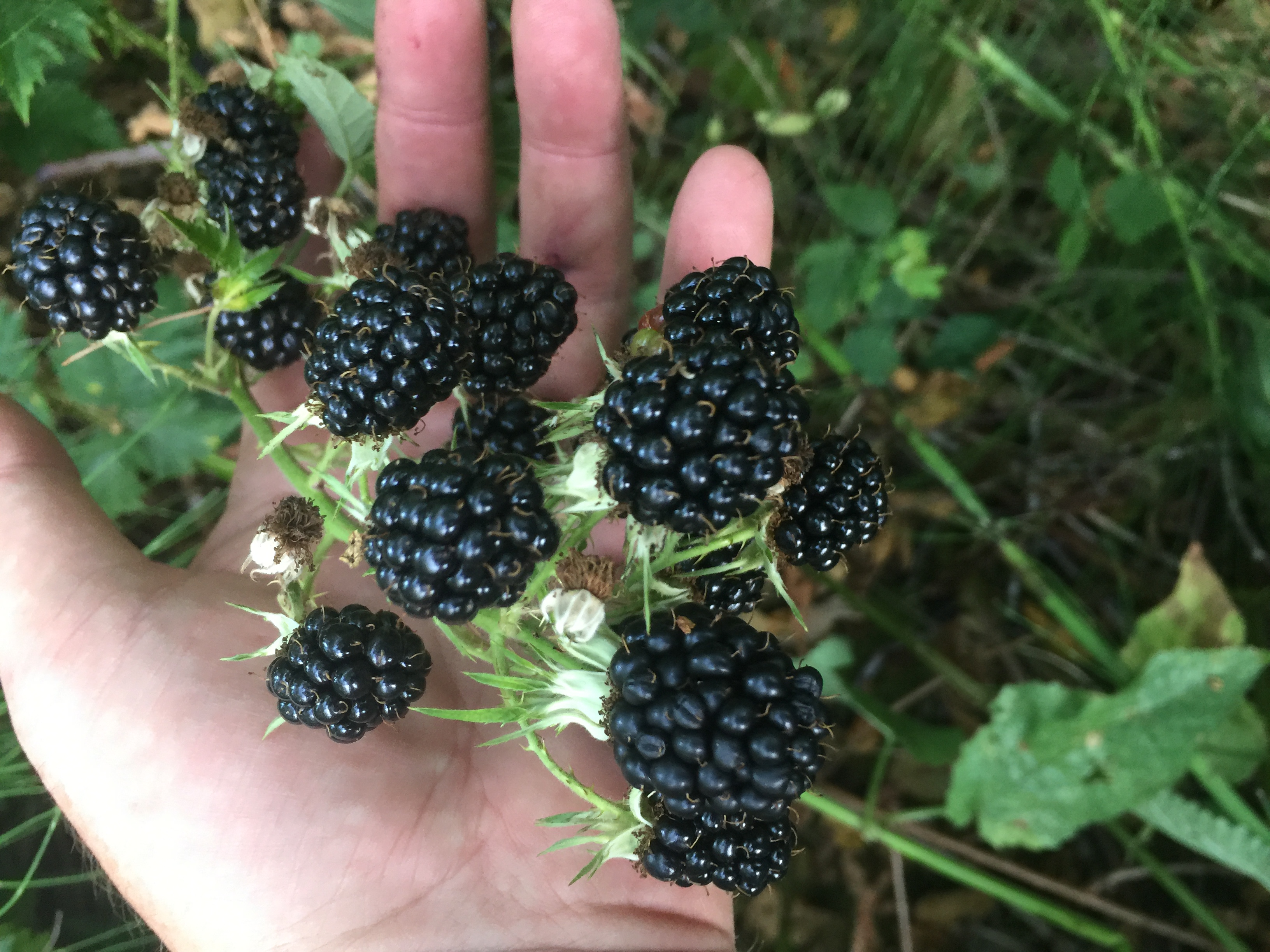 Huge-organic-heirloom-blackberry-cuttings