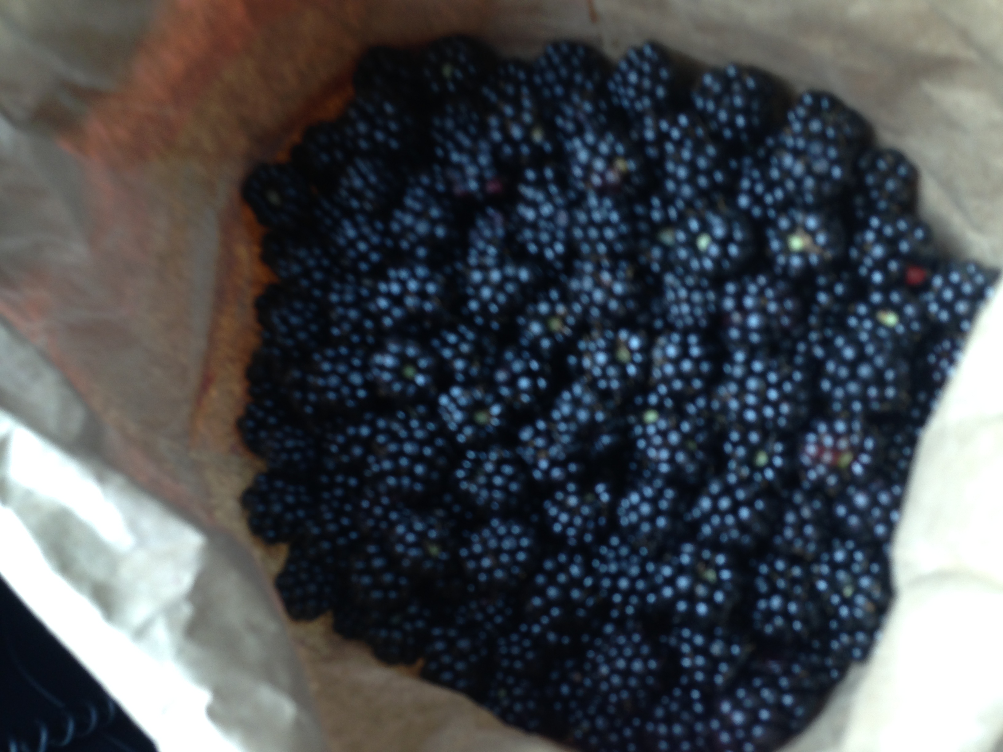 WA-organic-heirloom-blackberry-cuttings-huge-berries